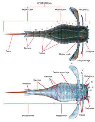 Eurypterus anatomy. Image by "Obsidian Soul" Creative Commons License